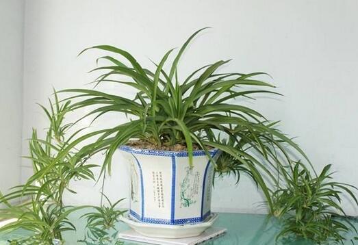 新房搬家送吊兰
