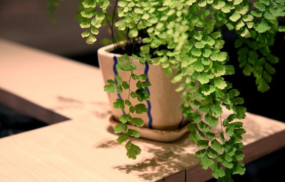 同学搬家送一个盆栽