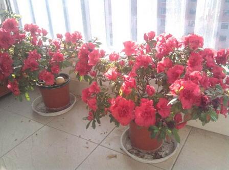 搬家花怎么处理才好？