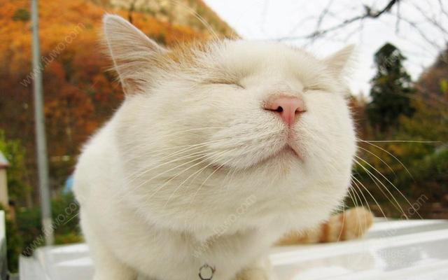 搬家后，我家猫就是不去新家，死活都待在以前的小区，猫咪很念旧吗？