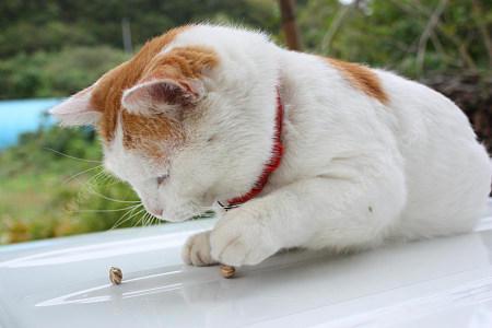 搬家后，我家猫就是不去新家，死活都待在以前的小区，猫咪很念旧吗？