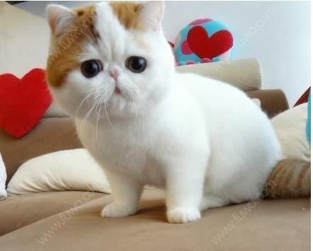 搬家后，我家猫就是不去新家，死活都待在以前的小区，猫咪很念旧吗？