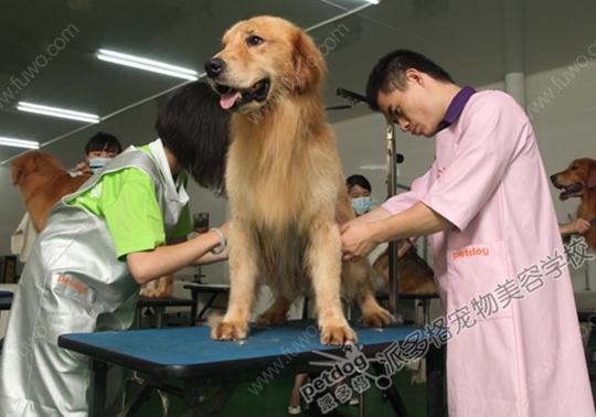 在北京学习宠物美容，要花多少钱？